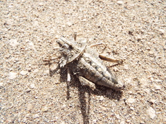 Graea horrida