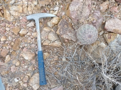 Echinomastus intertextus