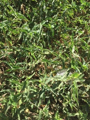 Commelina diffusa diffusa