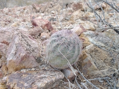 Echinomastus intertextus