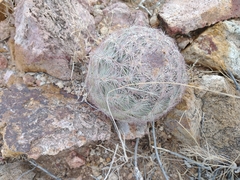 Echinomastus intertextus