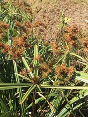 Cyperus dives