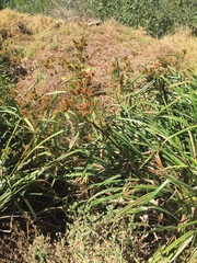 Cyperus dives
