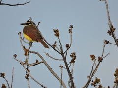 Pitangus sulphuratus