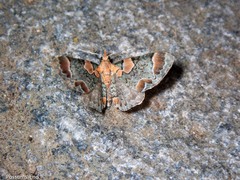 Chloroclystis lichenodes