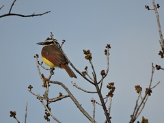 Pitangus sulphuratus