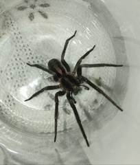 Guasuctenus longipes