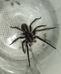 Guasuctenus longipes