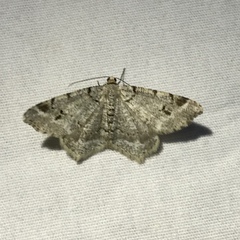 Macaria pinistrobata