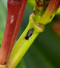 Notogramma