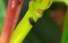 Notogramma