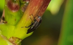 Notogramma