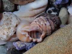 Turritriton labiosus