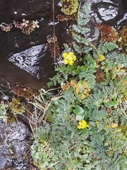 Lomatium hallii