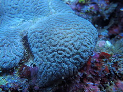 Leptoria phrygia