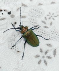 Pyrodes nitidus