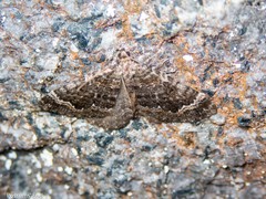 Asaphodes chionogramma