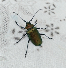 Pyrodes nitidus