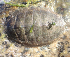 Mopalia acuta