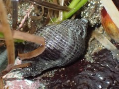 Acanthinucella