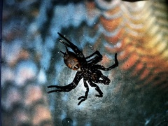Hadronyche modesta