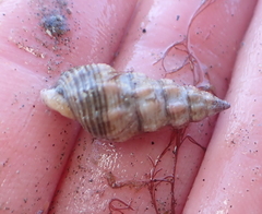 Nassarius mendicus