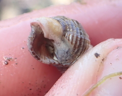 Nassarius mendicus