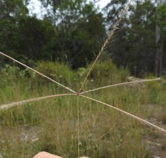 Enteropogon