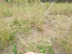Enteropogon