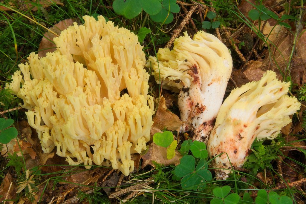 bloody coral fungus