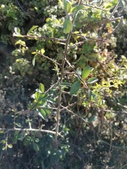Condalia velutina