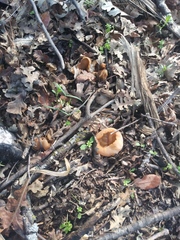 Fungi