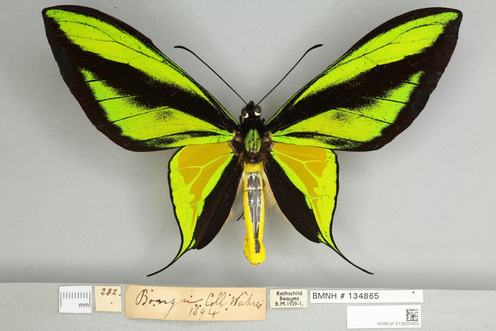 Paradise Birdwing
