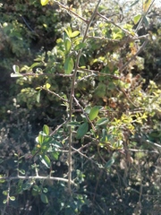 Condalia velutina