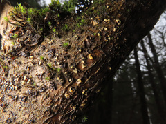Pezicula corylina