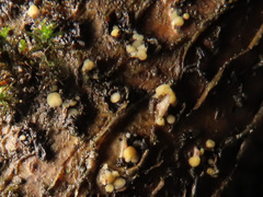 Pezicula corylina