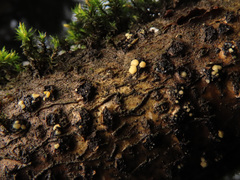 Pezicula corylina