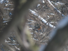 Turdus migratorius