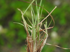 Enteropogon