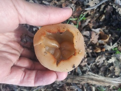 Fungi