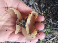 Fungi