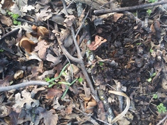 Fungi