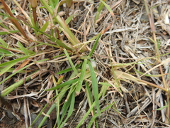 Enteropogon