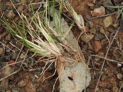 Enteropogon