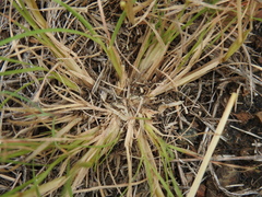 Enteropogon