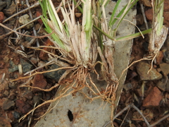 Enteropogon