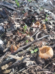 Fungi