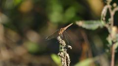 Dasythemis