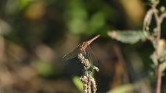 Dasythemis