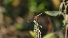 Dasythemis